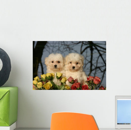 Two Cotton Tulear Puppies Wall Decal