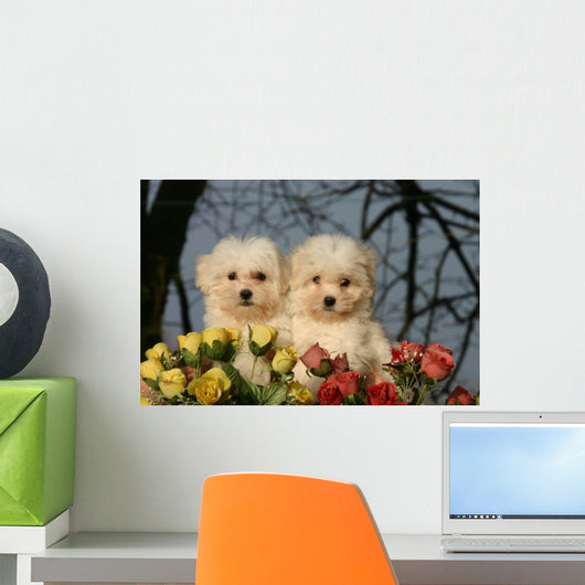 Two Cotton Tulear Puppies Wall Decal