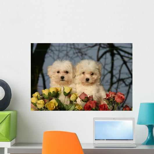 Two Cotton Tulear Puppies Wall Decal