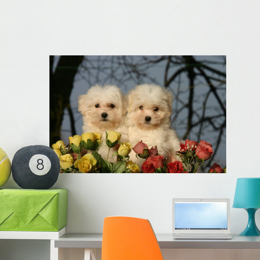 Two Cotton Tulear Puppies Wall Decal