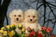 Two Cotton Tulear Puppies Wall Decal