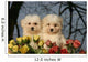 Two Cotton Tulear Puppies Wall Decal
