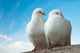Love Birds Wall Decal