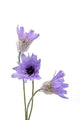Xeranthemum Wall Decal