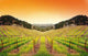 Vineyard Sunset Wall Decal