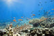 Underwater World Wall Decal