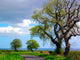 Country Road and Dead Wall Decal