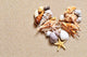 Seashells Beach Wall Decal