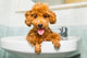 Smiling Brown Poodle Puppy Wall Decal