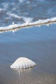 Sea Shell Sand Wall Decal