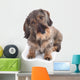Hairy Dachshund Wall Decal