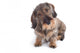 Hairy Dachshund Wall Decal