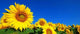 Sunflower Wall Decal