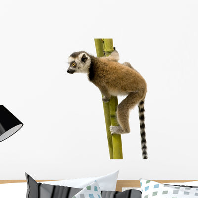 Ring-tailed Lemur 6 Weeks Wall Decal shown on a wall