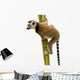 Ring-tailed Lemur (6 weeks) - Lemur catta Wall Decal