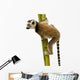 Ring-tailed Lemur (6 weeks) - Lemur catta Wall Decal