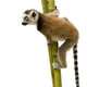 Ring-tailed Lemur (6 weeks) - Lemur catta Wall Decal