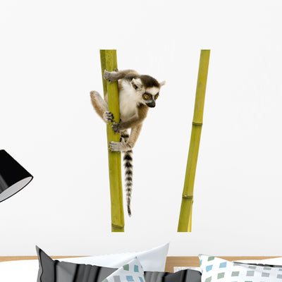 Ring-tailed Lemur Wall Decal shown on a wall