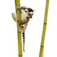 Ring-tailed Lemur Wall Decal