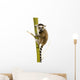 Ring-tailed Lemur (6 Weeks) - Lemur Catta Wall Decal