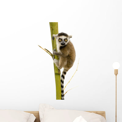 Ring-tailed Lemur 6 Weeks Wall Decal shown on a wall
