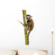 Ring-tailed Lemur (6 Weeks) - Lemur Catta Wall Decal