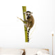 Ring-tailed Lemur (6 Weeks) - Lemur Catta Wall Decal