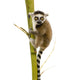 Ring-tailed Lemur (6 Weeks) - Lemur Catta Wall Decal
