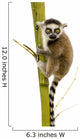 Ring-tailed Lemur (6 Weeks) - Lemur Catta Wall Decal