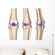 Knee Joint Anatomy Wall Decal