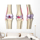 Knee Joint Anatomy Wall Decal