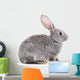 Baby rabbit. Wall Decal