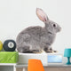 Baby rabbit. Wall Decal