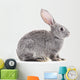 Baby rabbit. Wall Decal