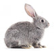 Baby rabbit. Wall Decal