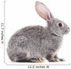 Baby rabbit. Wall Decal