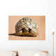 Leopard Tortoise Walking Slowly Wall Decal