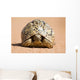 Leopard Tortoise Walking Slowly Wall Decal