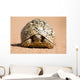 Leopard Tortoise Walking Slowly Wall Decal
