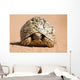 Leopard Tortoise Walking Slowly Wall Decal