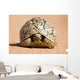 Leopard Tortoise Walking Slowly Wall Decal