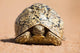 Leopard Tortoise Walking Slowly Wall Decal