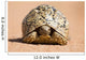 Leopard Tortoise Walking Slowly Wall Decal