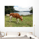 Vaca Wall Decal