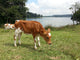 Vaca Wall Decal
