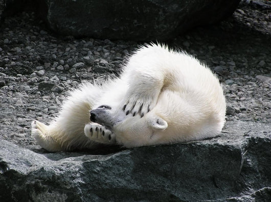 Polar Bear Having Fun Wall Decal