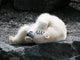 Polar Bear Having Fun Wall Decal