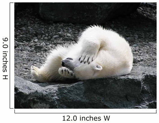 Polar Bear Having Fun Wall Decal