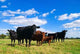 Cow Group Wall Decal