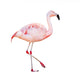 Greater Flamingo Wall Decal
